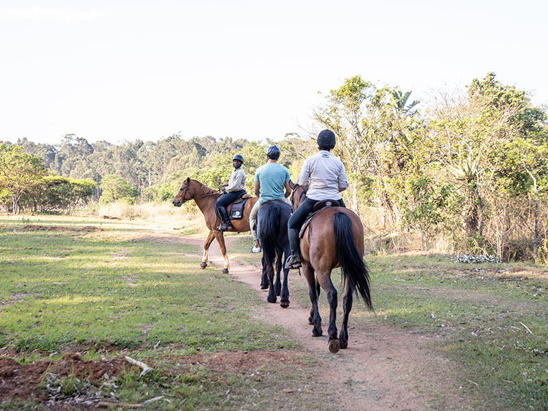Horses Horses